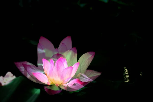 view of lotus flower on black