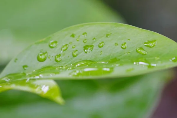 Våt Flora Naturen Färska Blad — Stockfoto