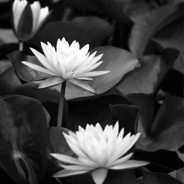 lotus flowers with white petals in black and white