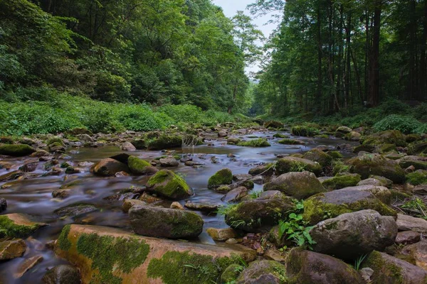 Malowniczy Widok Górską Rzekę Lesie — Zdjęcie stockowe