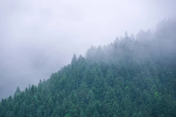 Mgliste Góry Lesie — Zdjęcie stockowe