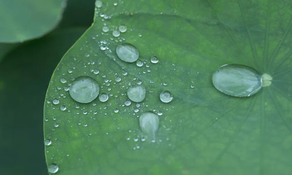 Gouttes Eau Sur Feuille Verte — Photo