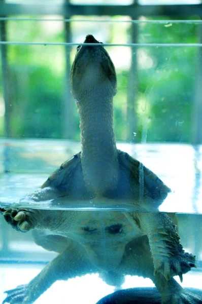 Turtle Swimming Water — Stock Photo, Image