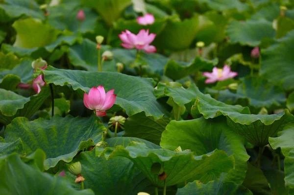 Flora Naturaleza Floreciendo Hermosas Flores Jardín — Foto de Stock