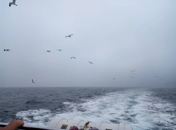 Gaviotas Volando Mar — Foto de Stock