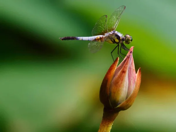 Eine Libelle Auf Einem Blatt — Stockfoto