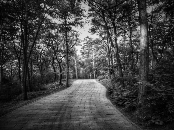 black and white forest in the park