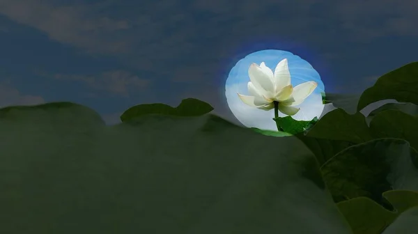 Bloeiende Lotusbloem Waterlotusbloem Bloemblaadjes Waterlelie — Stockfoto