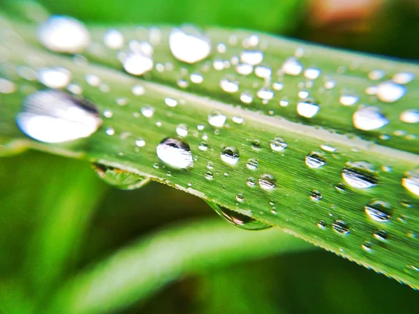 Foglia Verde Con Gocce Rugiada — Foto Stock