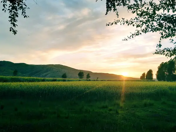 Paisaje Verano Con Hierba Verde Puesta Sol — Foto de Stock