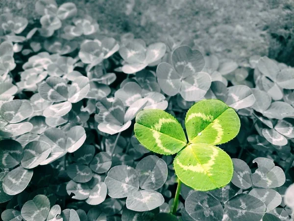 Hojas Verdes Sobre Fondo Árbol —  Fotos de Stock