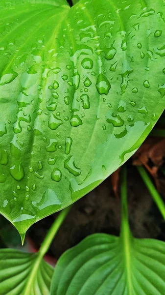 Gocce Acqua Foglia Verde — Foto Stock