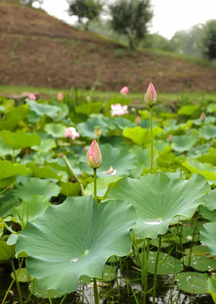 Flores Nenúfar Creciendo Estanque — Foto de Stock