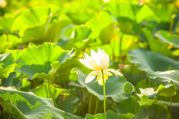 Primer Plano Hermosa Flor Flor — Foto de Stock