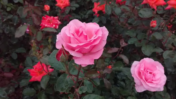 Primer Plano Hermosas Rosas Rosadas Florecientes — Foto de Stock