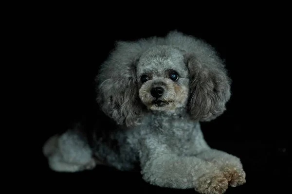 Shih Tzu Perro Aislado Sobre Fondo Negro — Foto de Stock