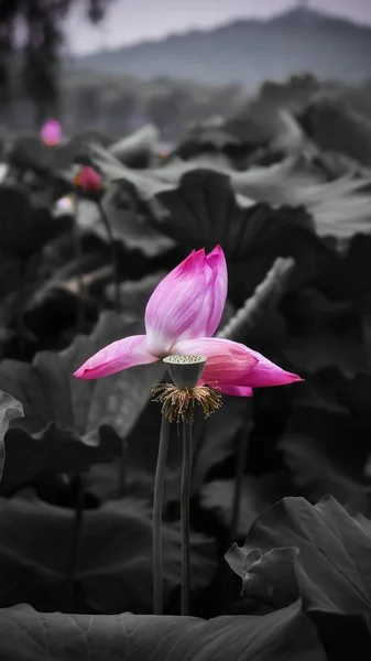 Flor Lírio Água Botão — Fotografia de Stock