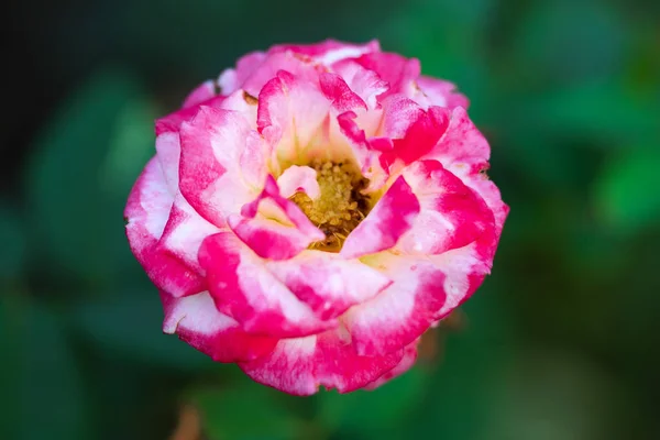 Rosa Jardín — Foto de Stock