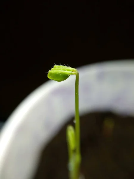 green sprout on a leaf