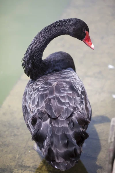 Een Zwaan Een Meer — Stockfoto