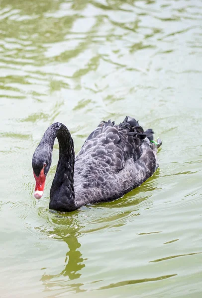 Een Mooie Zwaan Zwemmen Het Meer — Stockfoto