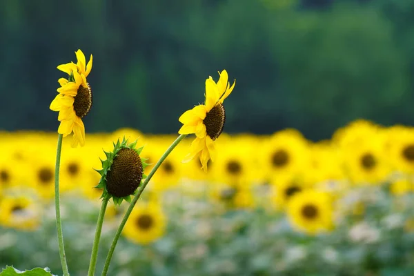 Overdag Uitzicht Gele Zonnebloemvelden — Stockfoto