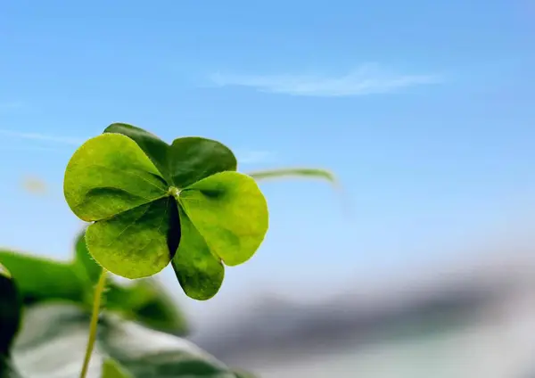 Groene Bladeren Groengebladerte — Stockfoto