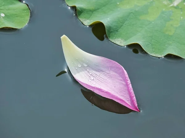 water lily flower\'s petal in water