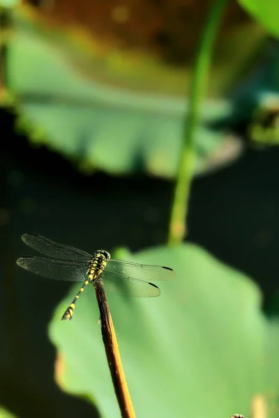 Flora Und Fauna Wildtiere Insektenkäfer — Stockfoto