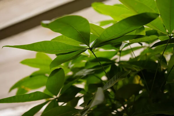 Hojas Verdes Árbol — Foto de Stock