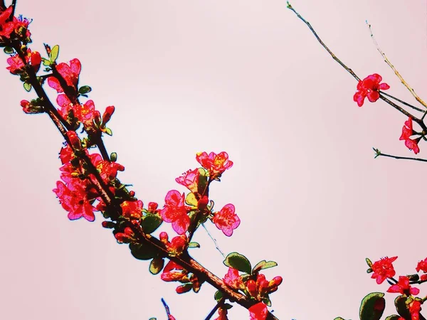 Közelről Virágzó Cseresznyefa Virágok — Stock Fotó