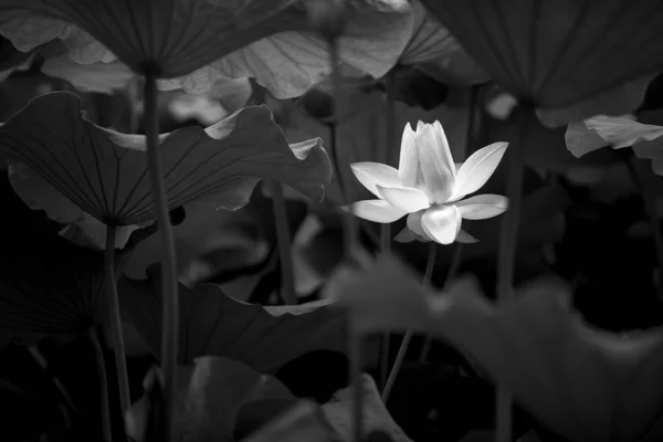 View of lotus flower in black and white