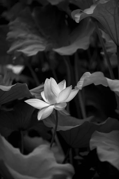 white and black flower in the garden