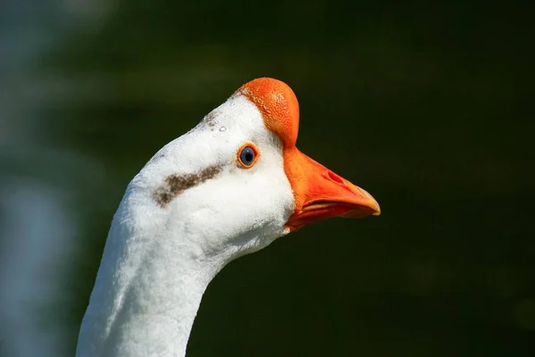 portrait of a red-headed duck