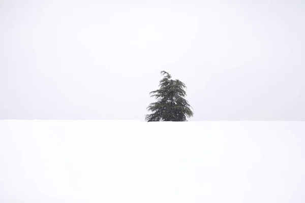 Paisagem Inverno Com Neve — Fotografia de Stock