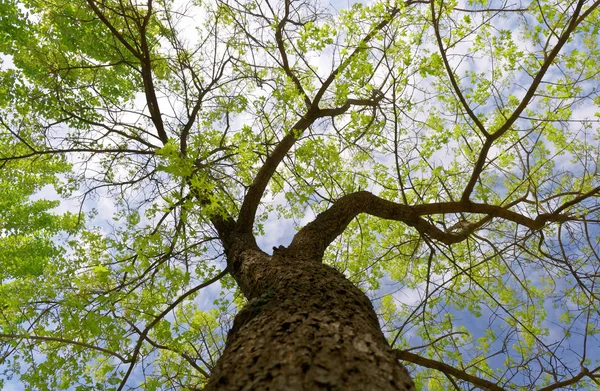 Trestamme Skogen – stockfoto