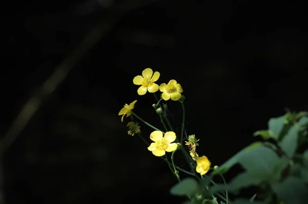 Hermosas Flores Pétalos Flora — Foto de Stock