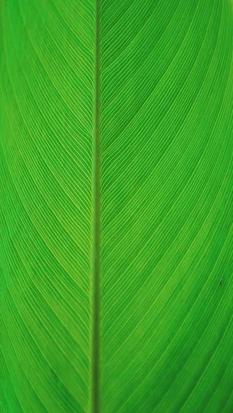 green leaf texture background, flora