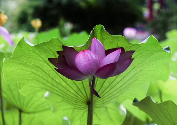Purple water lily flower