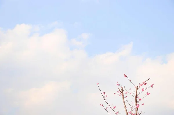 beautiful pink flowers on a background of blue sky