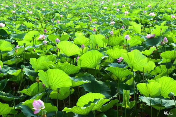 Flores Loto Jardín — Foto de Stock