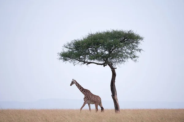 Žirafa Zvíře Příroda Fauna — Stock fotografie