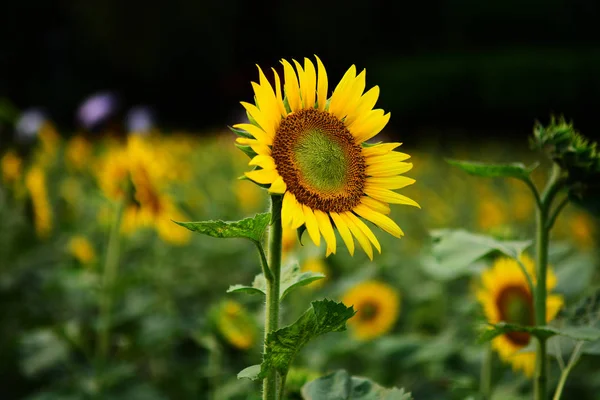 Zonnebloemen Zomer Veld Tuin — Stockfoto