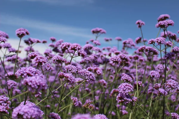 Nahaufnahme Schöner Blühender Blumen — Stockfoto