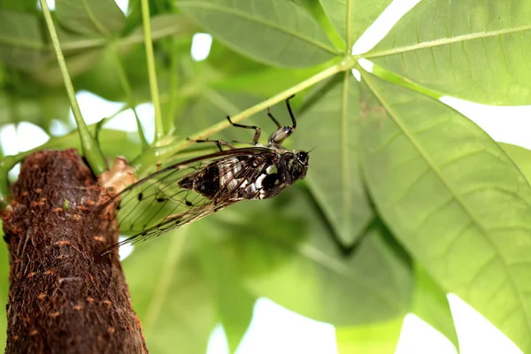 Primer Plano Mariposa Enfoque Selectivo — Foto de Stock