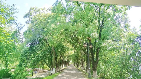 Hermosos Árboles Verdes Parque — Foto de Stock