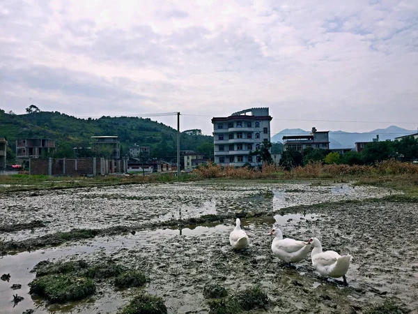 Vista Patos Lago Concepto Salvajismo — Foto de Stock