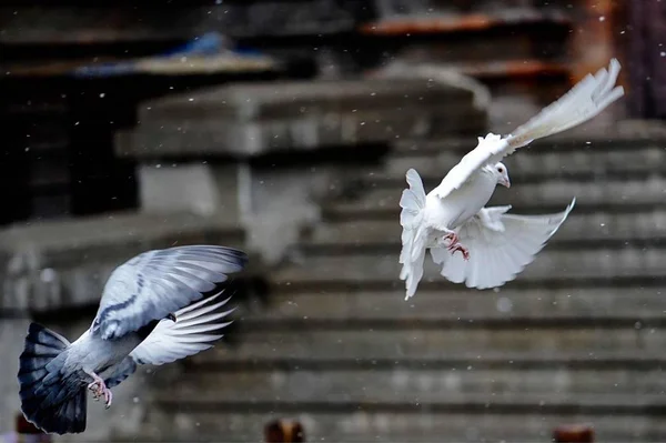 beautiful bird in flight