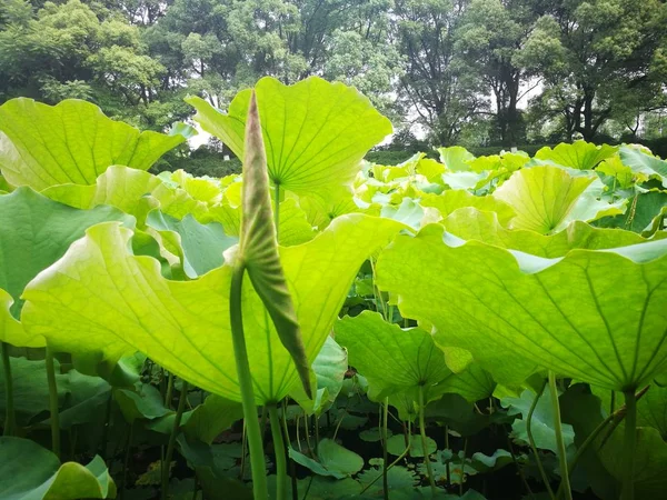 Hojas Verdes Flora Naturaleza Follaje Vegetal — Foto de Stock