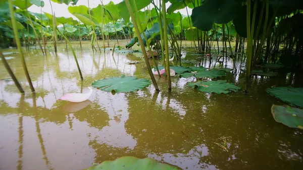 Lirio Agua Estanque — Foto de Stock